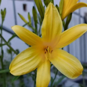 Grace Integrity® ABUNDANCE CODE für innere und äußere Fülle