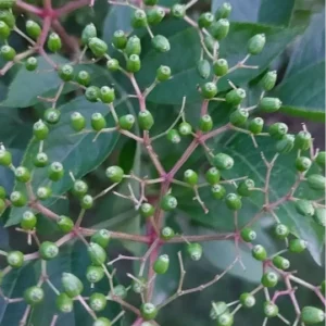 Beeren auf einer Pflanze die Viren, die ins Gleichgewicht gebracht werden, verkörpern