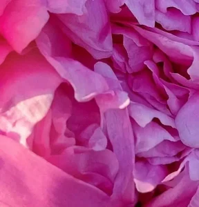 Liebe zu Gott verkörpert in einer kompletten Blumenblüte