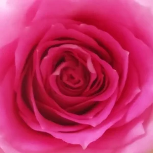 Lichtvoller Oneness Rose Creation® Circle für deine Rückverbindung zur Quelle