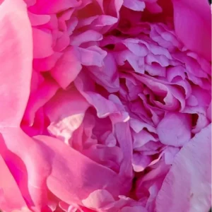 Ausbildung zur/zum ONENESS ROSE Coach:in – Frequenzarbeit aus der Quelle
