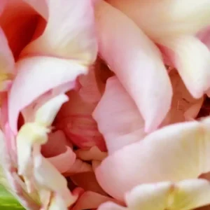 Grace Integrity® TRUE LOVE CODE für Herzensöffnung & Seelenverbindung