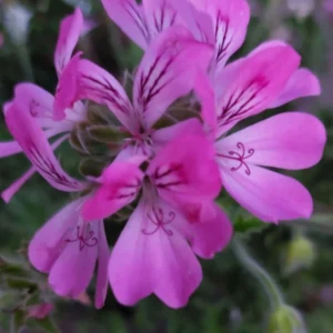 GRACE INTEGRITY® Mental Heart Fusion by Patricia Saint Clair